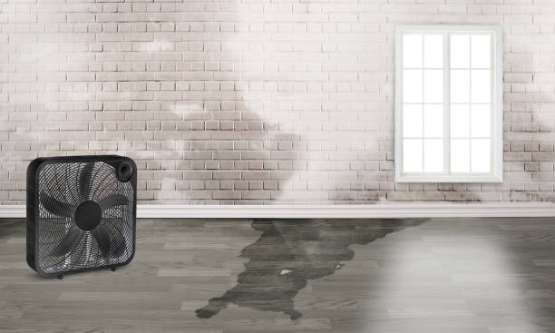Best Water damage repair service  in Siesta Acres, TX